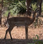 DSC 4280  Male Impala in the Shade, Chobe Park