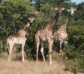DSC 4310  Girafffes along the Road to Chobe Park