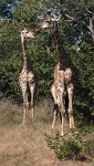 DSC 4314  Giraffes along the Road