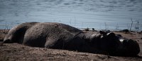 DSC 4352  Nap time for a Hippo, Chobe River, Botswana