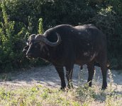 DSC 4402  Cape Buffalo, Chobe Park