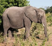 DSC 4408  Elephant, Chobe Park