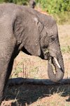 DSC 4414  Elephant Feeding, Chobe Park