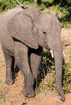 DSC 4433  Young Elephant, Chobe Park
