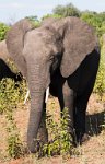 DSC 4442  Elephant, Chobe Park