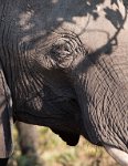 DSC 4461  Eye to Eye with an Elephant