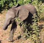 DSC 4476  Baby Elephant, Chobe Park, Botswana