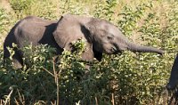 DSC 4481  Baby Elephant, Chobe Park