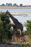 DSC 4496  Giraffe and Impala
