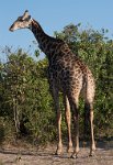 DSC 4507  Giraffe, Chobe Park