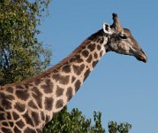 DSC 4509  Giraffe, Chobe Park
