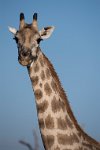 DSC 4541  Giraffe, Chobe Park