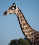 DSC 4544  Giraffe, Chobe Park