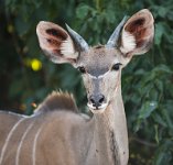 DSC 4565  Young Male Kudu, Chobe Park