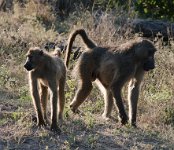 DSC 4601  Baboons, Chobe Park