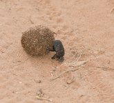 DSC 4630  Dung Beetle, Chobe Park