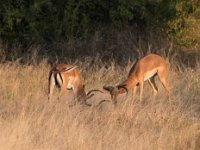 DSC 4632  Male Impalas Jousting, Chobe Park