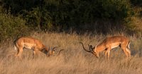 DSC 4635  Male Impalas Jousting, Chobe Park