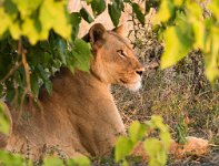 DSC 4657  Lioness in the Bush, Chobe Park