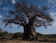DSC 4709  Baobab Tree at Mowana Entrance, Botswana