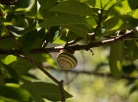 DSC 0349  Tree Snail, Komodo
