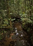 DSC 1027  Creek and Jungle, Kinabalu Park
