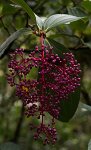 DSC 1041  Berries, Kinabalu Park