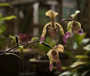 DSC 1048  Orchids, Kinabalu Park