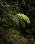DSC 1058  Ferns and Bushes, Kinabalu Park