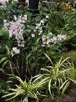 DSC 1596  Orchids, Singapore Botanical Garden