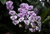 DSC 1632  Orchids, Singapore Botanical Garden