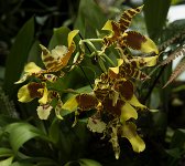 DSC 1648  Orchids, Singapore Botanical Garden