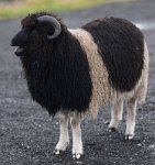 DSC 5205  Sheep, Faroe Islands