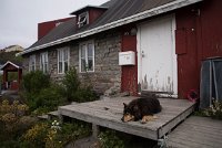 DSC 5664  Guard Dog, Qaqortoq
