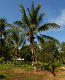 DSC 3084  Palm Tree and Girl, Kiriwani