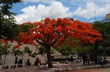 DSC 3648  Flowering Tree, Honiara