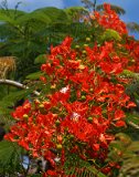 DSC 3649  Closeup of Flowering Tree, Honiara