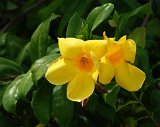 DSC 3677  Yellow Flowers, Honiara