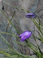 Royal Purple Flowers