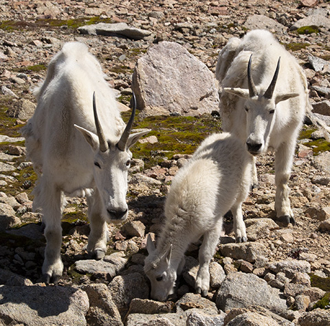Family of Mountain Goats at our High Camp