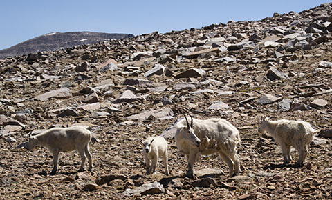 Another Welcoming Comittee of Mountain Goats at our High Camp
