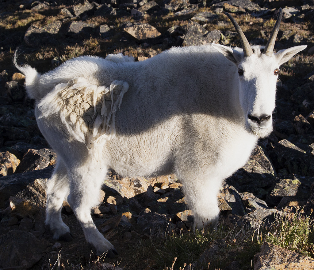 Shedding Goat