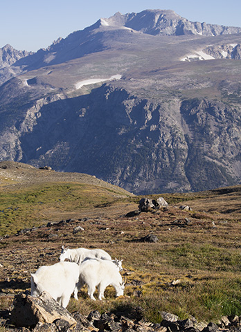 Welcoming Committee at Froze-to-Death Plateau