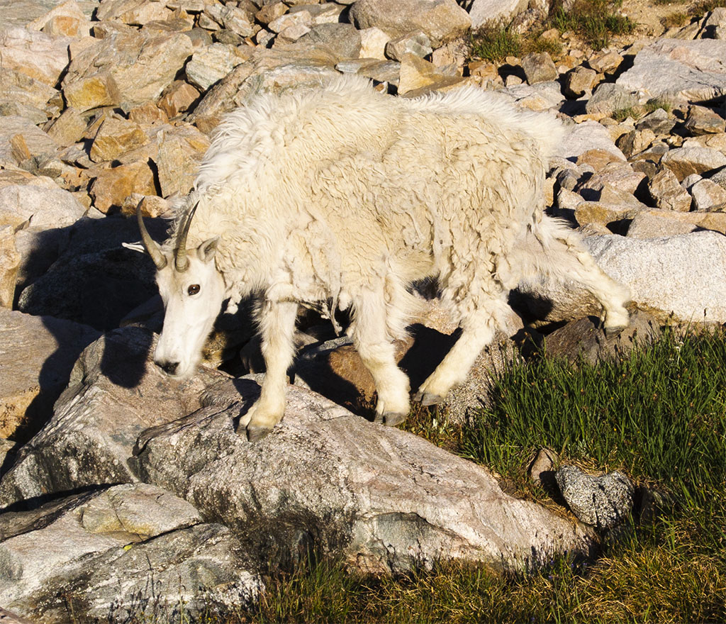 Welcoming Committee at Campsite