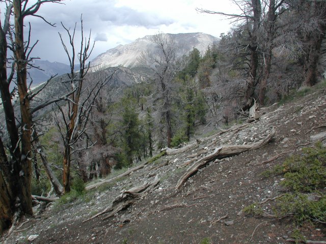 Back to Treeline