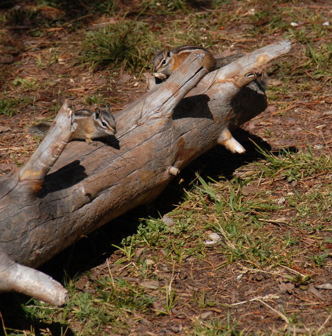 Mini-Bears at Elkhorn Crossing