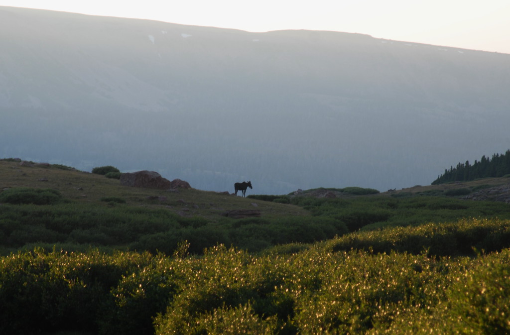 Moose at the Lake below Gunsight Pass