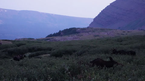 Three Moose at our Campsite
