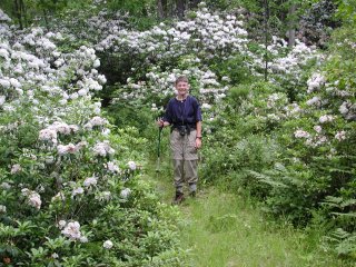Mountain Laurel along the Mt. Frissell Trail