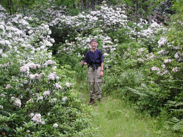 Mountain Laurel along the Mount Frissell Trail